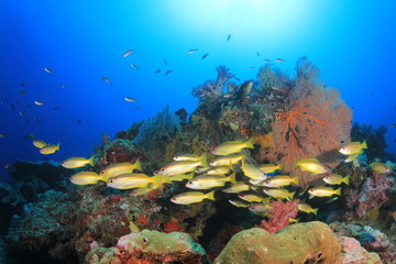 Naklejka na ściany i meble School of fish on coral reef underwater 