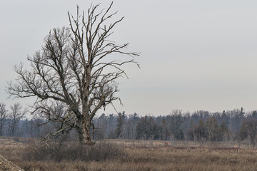 Fototapeta premium Gloomy