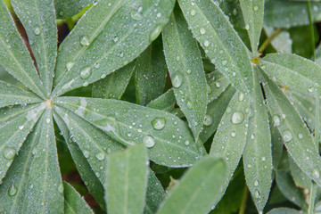 background of plants with green leaves with drops of clear dew on them