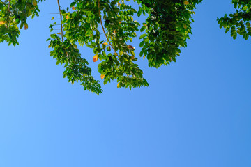 Fototapeta premium Beautiful tree and green leaf on sky background.