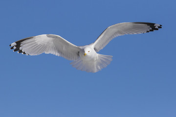Ring billed gull in flight