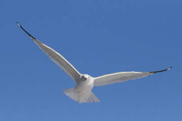 Ring billed gull in flight