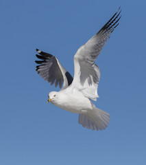 Ring billed gull in flight