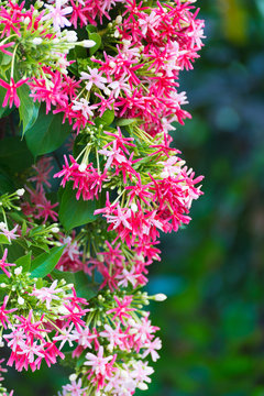 Pink flowers blossom, Quisqualis Indica flower plant , Chinese honeysuckle, Rangoon Creeper or Combretum indicum.