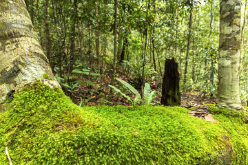 Green moss at the evergreen forest