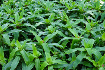 Green tropical tree leaves background, natural, spring and summer season
