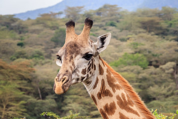 Giraffe in Arusa National Park