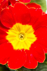 Closeup macro red yellow primrose flowers