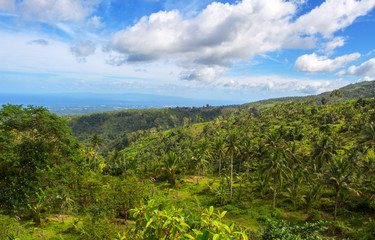 Fototapeta na wymiar Landscape with palm tree and sea. Blue sky view with coco palm tree.