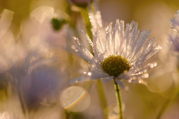 daisy flowers with dewdrops in morning light