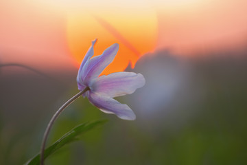 blossom of a wood anemone at sunset