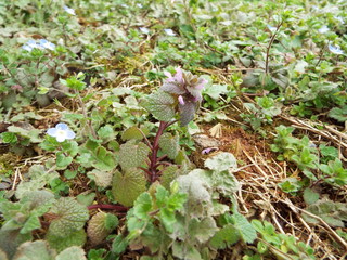Flora 2