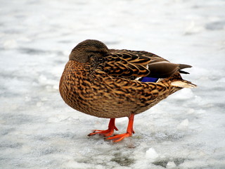 Mallard Hen