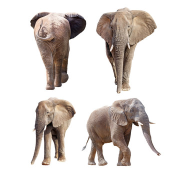 Fototapeta African Elephants Different Positions Isolated