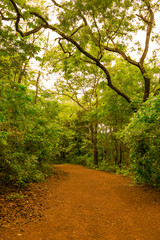 Na floresta brasileira