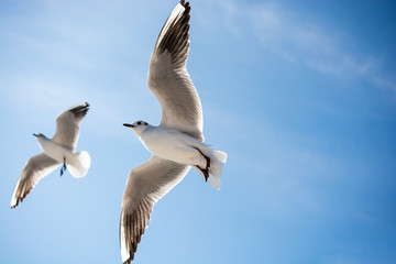 Pair of seagulls flying in sky over the sea waters