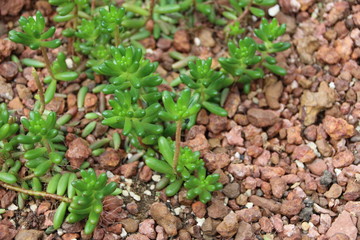 Succulent plants