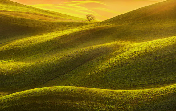 Tuscany panorama, rolling hills, fields, meadow and lonely tree. Italy