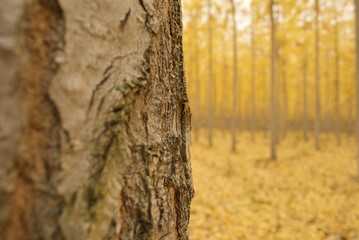 Obraz premium boardman tree farm closeup 