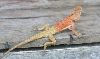 Thailand chameleon