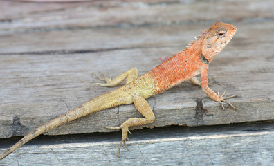 Thailand chameleon
