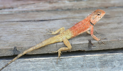 Thailand chameleon