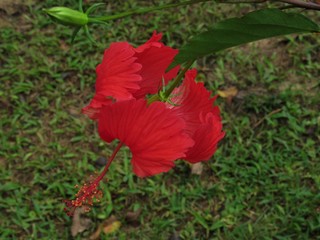 O botão, o chão e a flor.