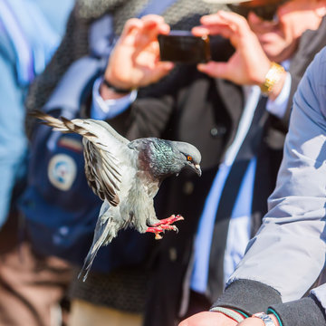 dove flying to a hand with feed in Venice