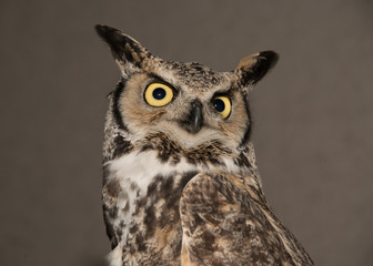 Great horned owl closeup portrait