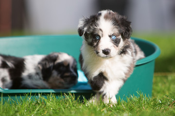 two Australian Shepherd puppies in a dog basket
