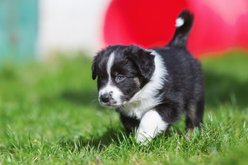 Naklejka na ściany i meble Australian Shepherd puppy walks on the lawn