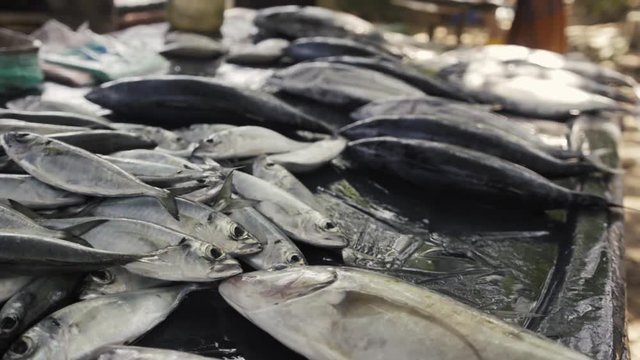 Fresh fishes in a street market