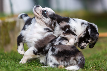 two fighting Australian Shepherd puppies