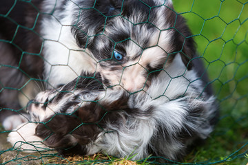 two puppies fighting behind a fence