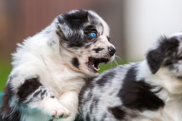 Australian Shepherd puppy barks to a sibling