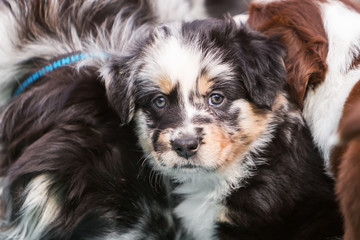 Australian Shepherd puppy between other dogs