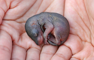 Baby Chipmunk in people hand