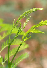 Leucaena leucocephala