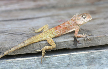 Thailand chameleon