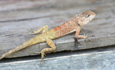 Thailand chameleon
