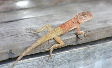 Thailand chameleon