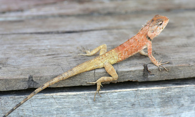 Thailand chameleon