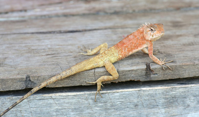 Thailand chameleon