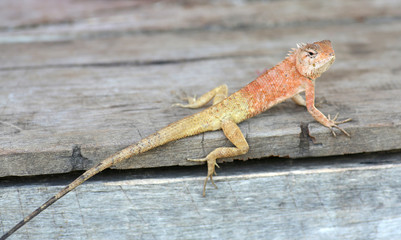 Thailand chameleon