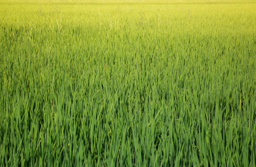 Green Rice Fild In Summer
