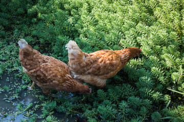 Brown Chicken Looking For Food
