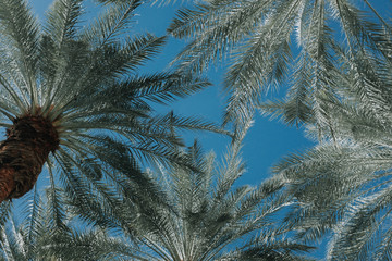 Palm Branch