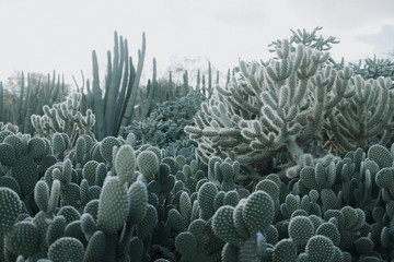 Cactus Garden