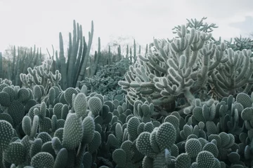 Deurstickers Cactus Garden © Isaac