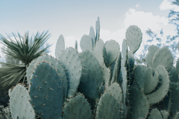 Flat Cactus